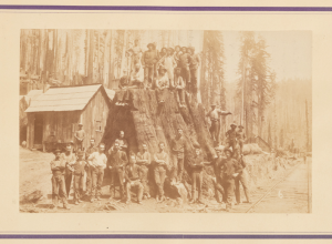 Photograph of lumber crew on a large redwood stump