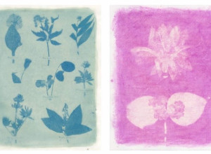 Amanda Marchand and Leah Sobsey,  Herbarium Plate 54 - Pansy, 202, and Herbarium Plate 64 - Christmas Cactus, 2023. Archival pigment prints.