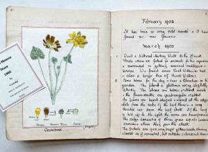 Amy E Morrisey's natural history diary from 1902, sold by Janette Ray Bookseller