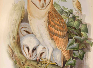John Gould, The Birds of Great Britain