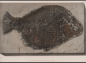Plate of a fossilized flounder-like fish.