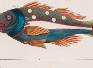 Engravings of a very bright multi-colored fish.