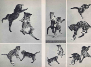 85 chats by Ylla (La Guilde du livre, Lausanne, 1952)