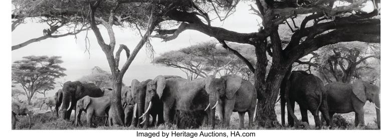 Rare white elephant captured in Myanmar - National