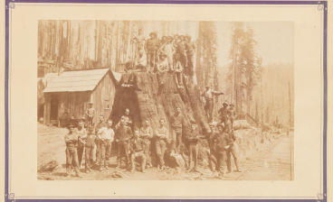 Photograph of lumber crew on a large redwood stump