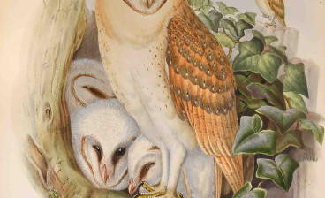 John Gould, The Birds of Great Britain