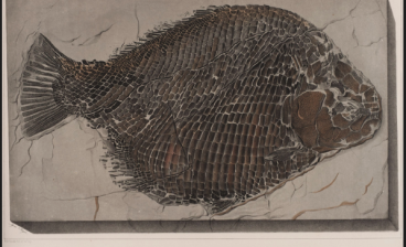 Plate of a fossilized flounder-like fish.