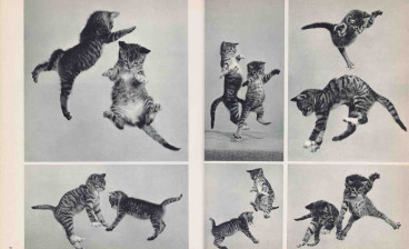 85 chats by Ylla (La Guilde du livre, Lausanne, 1952)