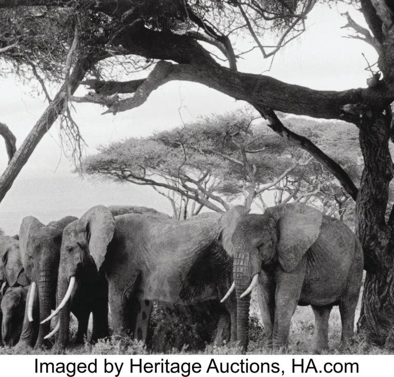 Peter Beard Elephants