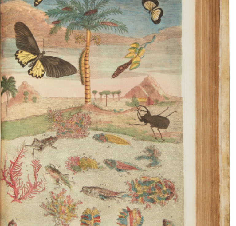Merian Insects