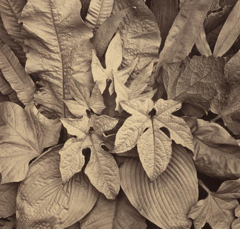 Charles Aubry, Untitled (A Study of Leaves)