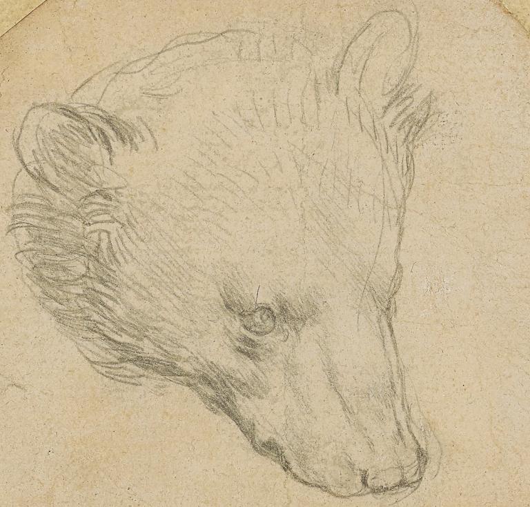 Leonardo da Vinci, "Head of a Bear" drawing