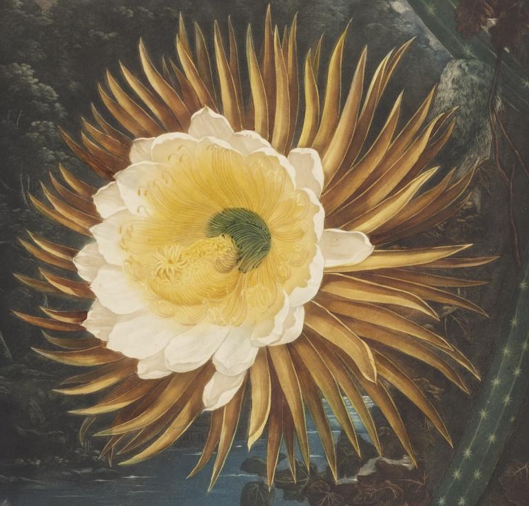 The Night-Blooming Cereus illustration