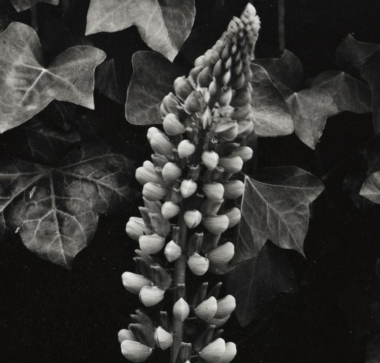 Paul Strand's Lupin, the Garden, Orgeval