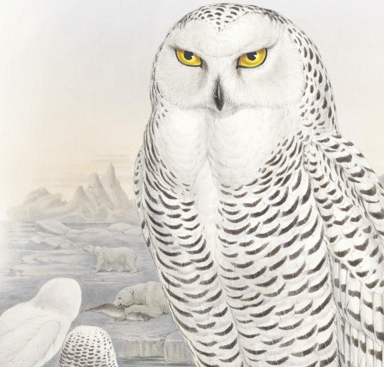 First Edition of The Birds of Great Britain, by John Gould
