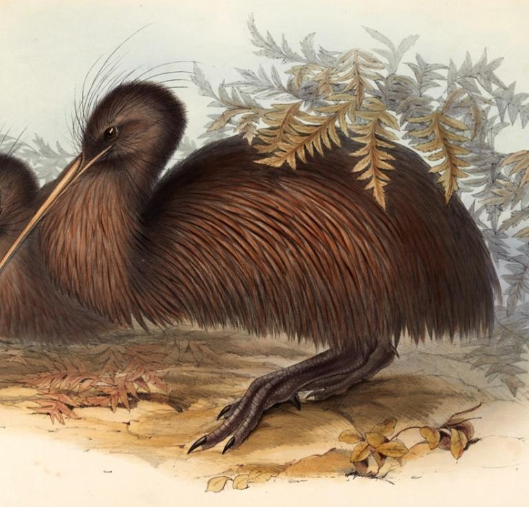 Illustration from John Gould's Birds of Australia