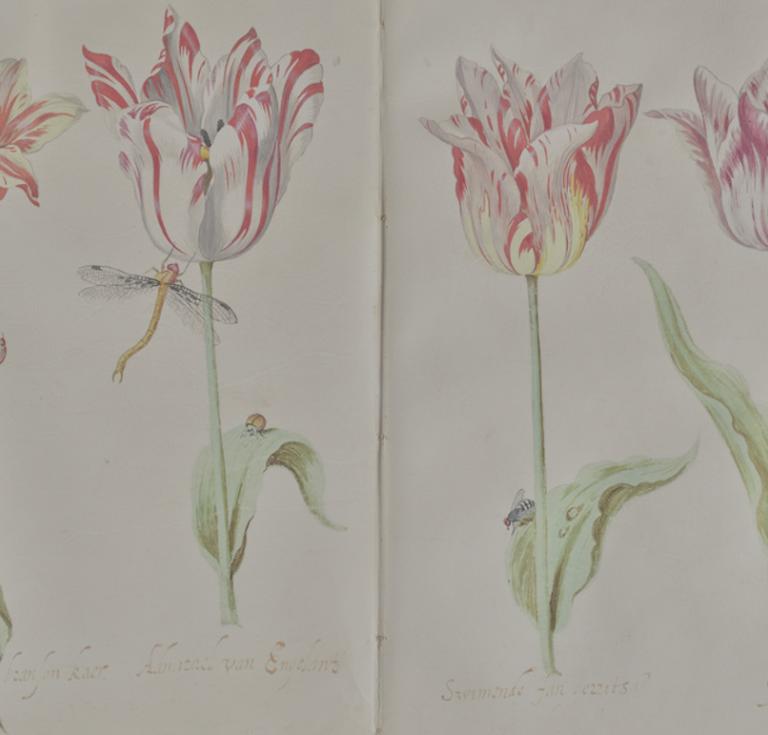 Four Tulips, about 1635-1645, drawing by Jacob Marrel