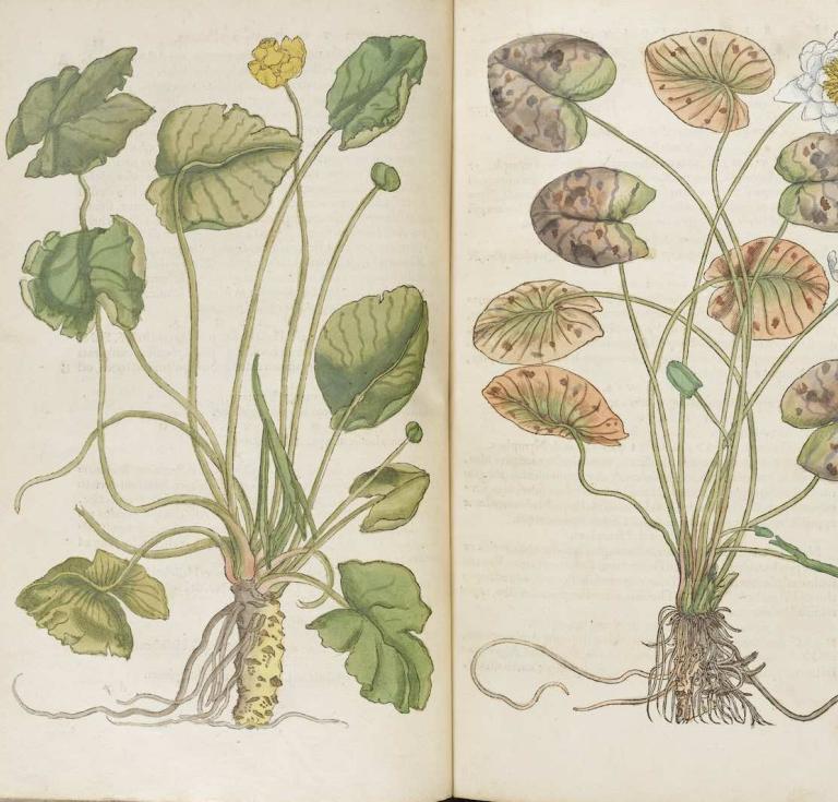Herbarum vivae eicones (Living Images of Herbs), written by Otto Brunfels (1488–1534) 