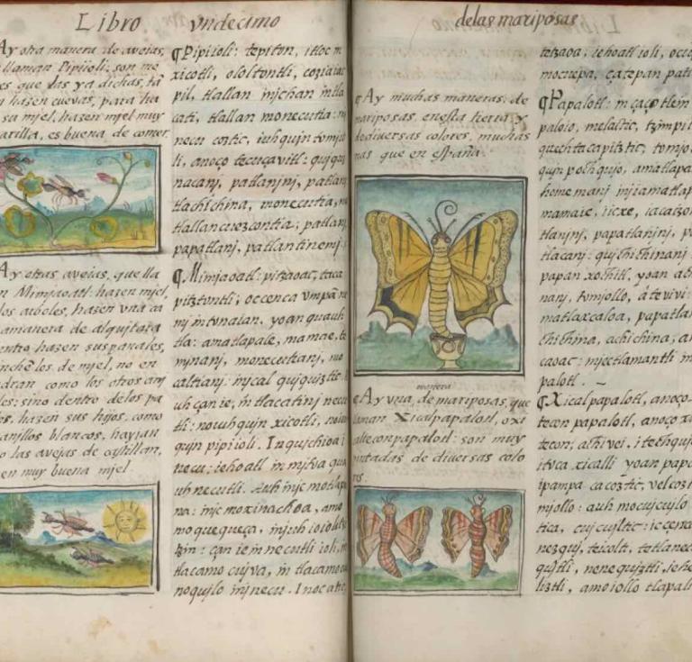 Insects in Book 11 of the Florentine Codex, 1577, Alonso Vegerano. Courtesy of the Biblioteca Medicea Laurenziana, Florence, and by permission of MiBACT.