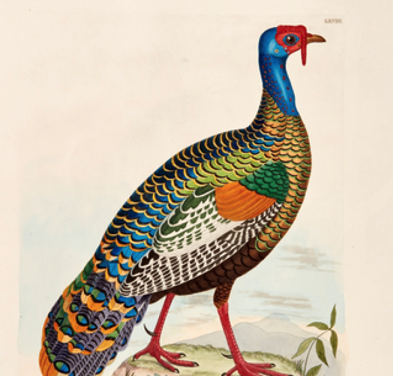 Ocellated turkey image from Thomas Brown's Illustrations of the American Ornithology