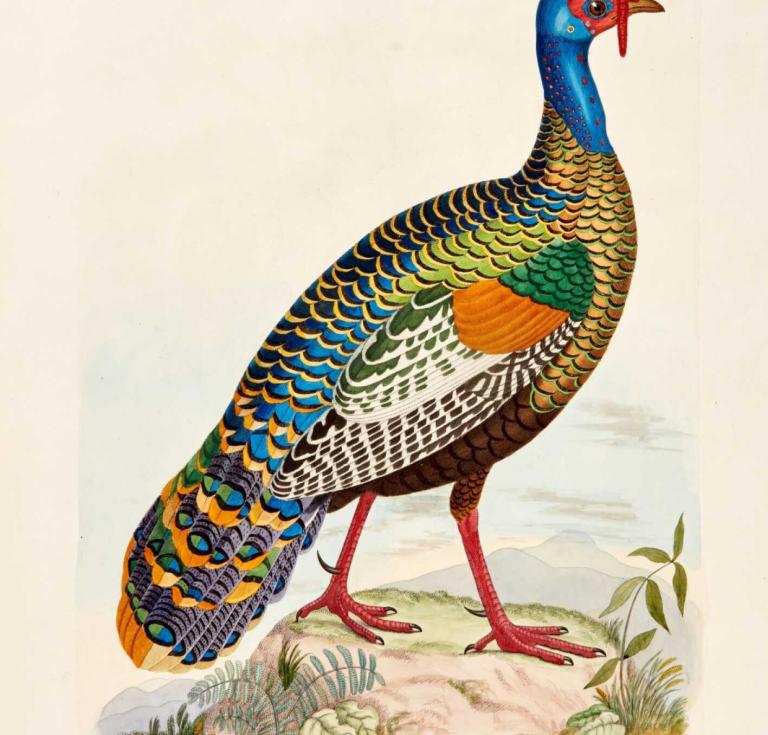 Ocellated turkey image from Thomas Brown's Illustrations of the American Ornithology