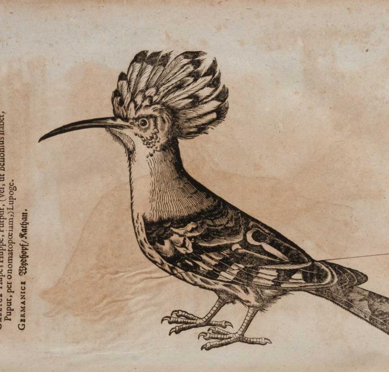 Hoopoe illustration from Gesner (1606)