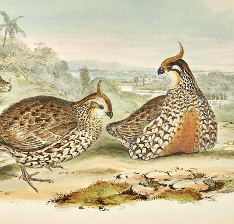 John Gould illustration of a partridge