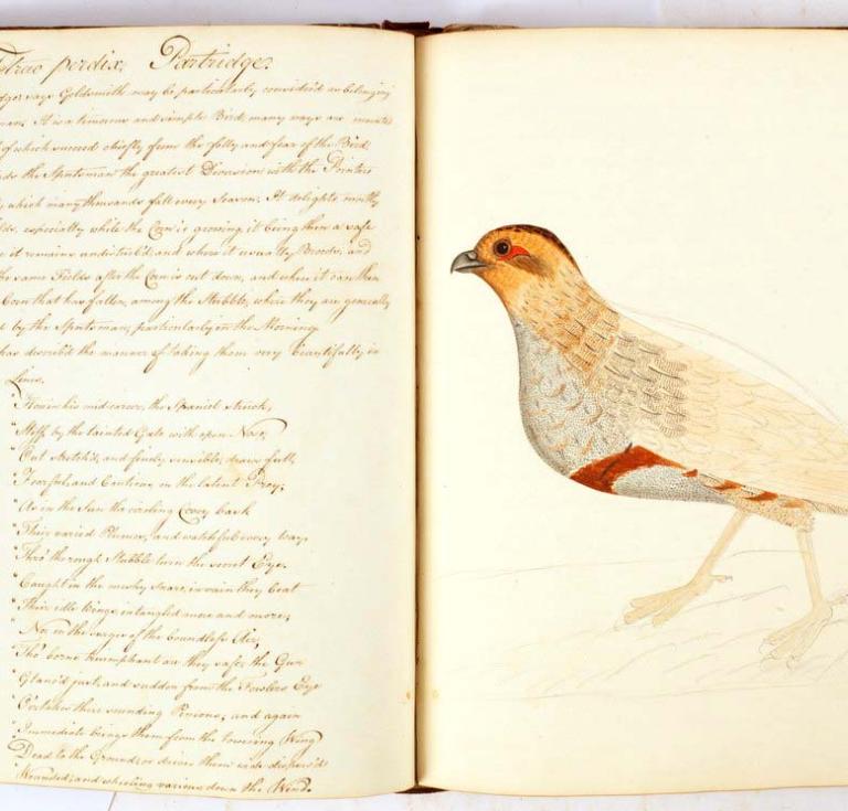 Partridge illustration and description by Francis Justice