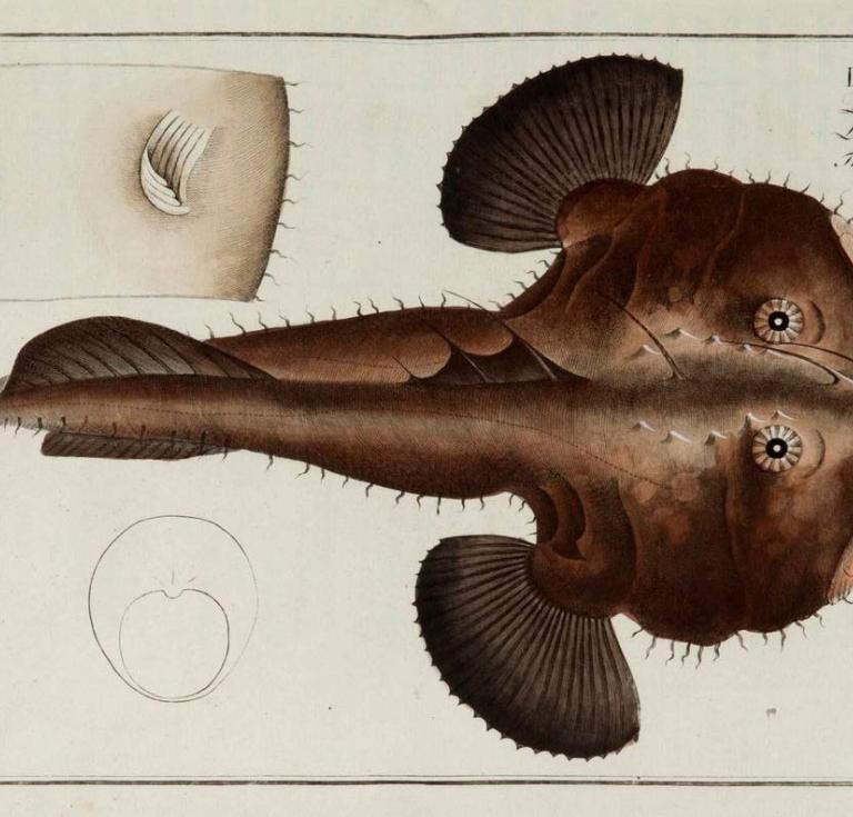 Plate from Bloch's Ichthyologie