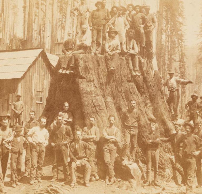 Photograph of lumber crew on a large redwood stump