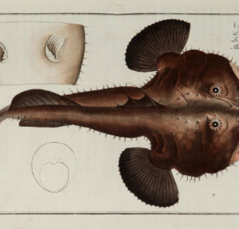 Plate from Bloch's Ichthyologie