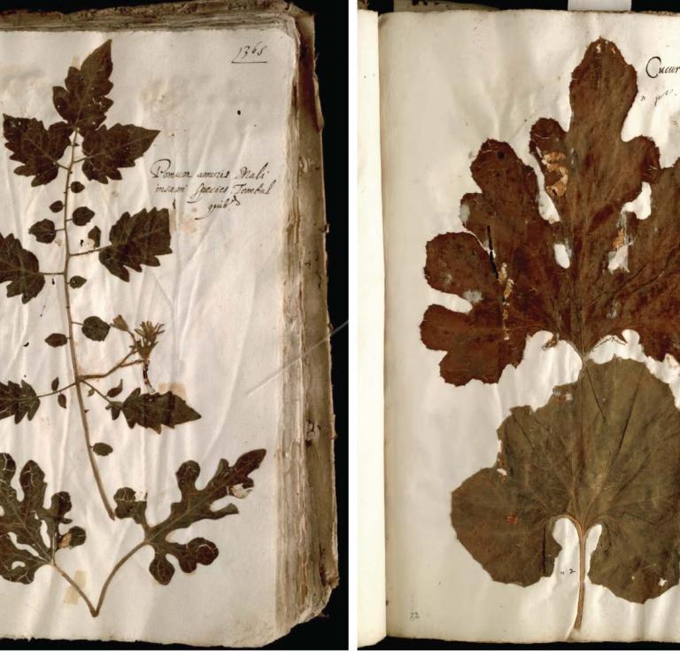 500-year-old herbarium collected by Renaissance naturalist Ulisse Aldrovandi