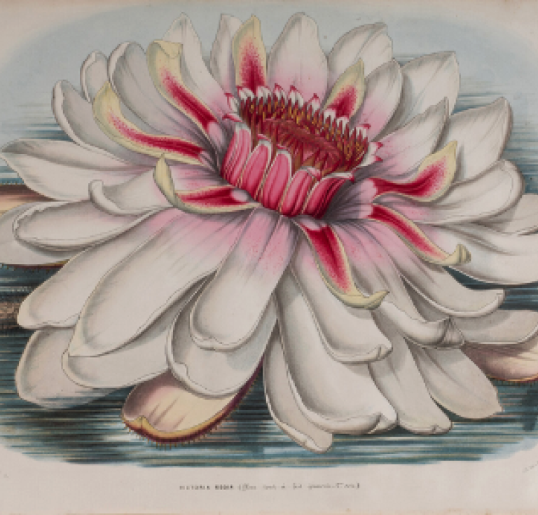 Illustration of the flowering "Victoria regia" from Planchon and Van Houtte's 1850–1851 publication.