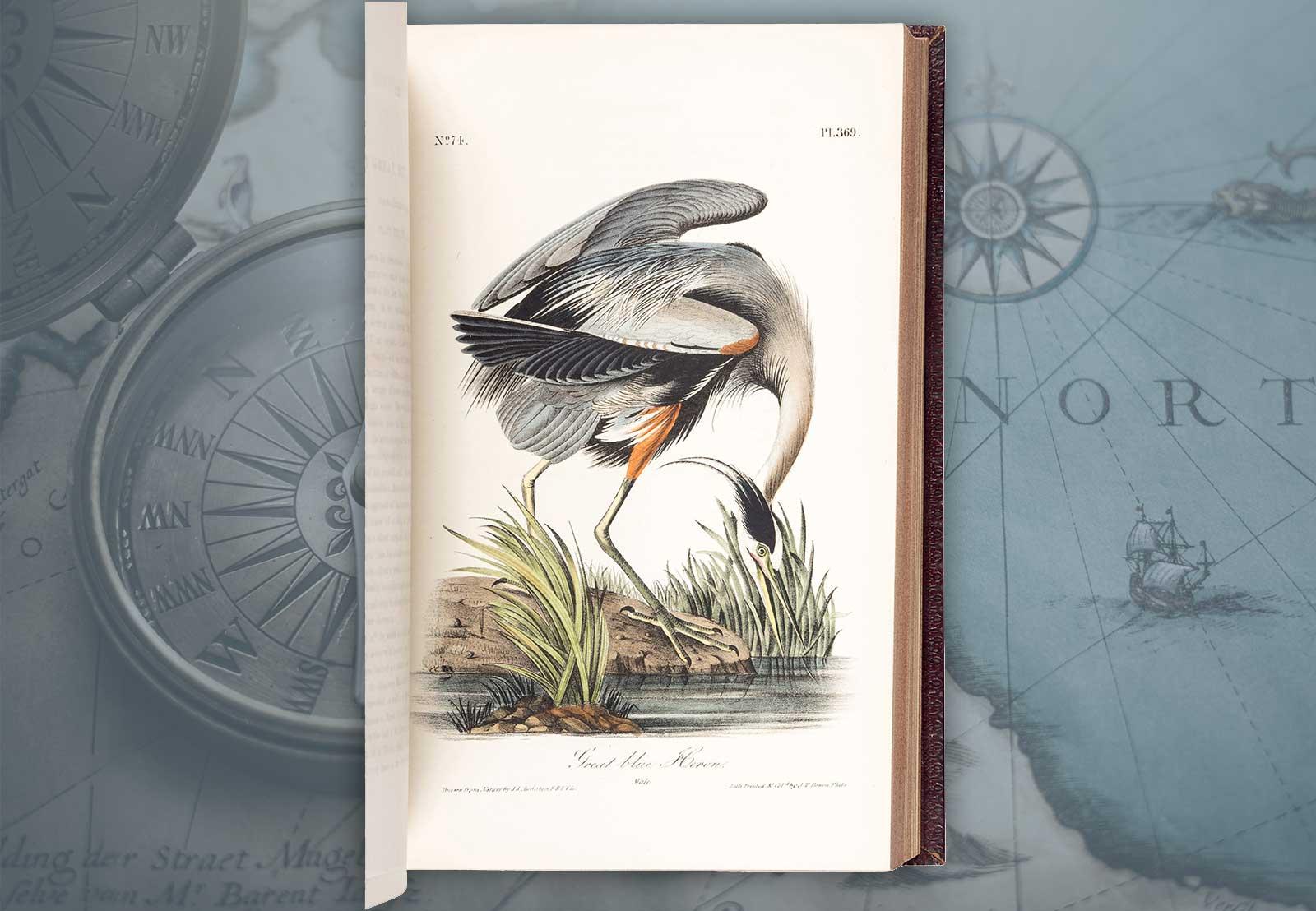 The Birds of America, from Drawings Made in the United States and their Territories